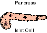 Pancreas